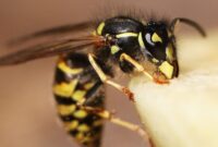 What Do Bees Hate? Natural Repellents That Actually Work