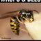 What Do Bees Hate? Natural Repellents That Actually Work