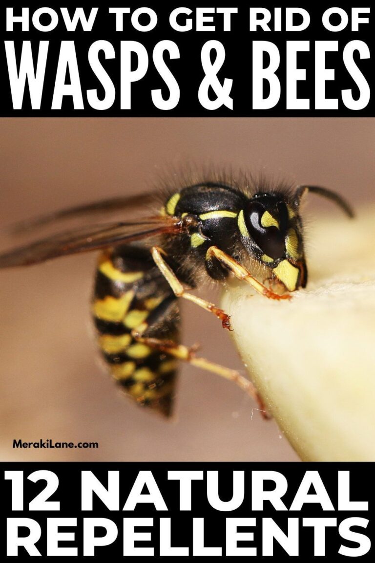 What Do Bees Hate? Natural Repellents That Actually Work