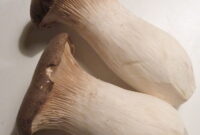 What Do Oyster Mushrooms Taste Like? Flavor Profile and Cooking Ideas