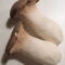 What Do Oyster Mushrooms Taste Like? Flavor Profile and Cooking Ideas