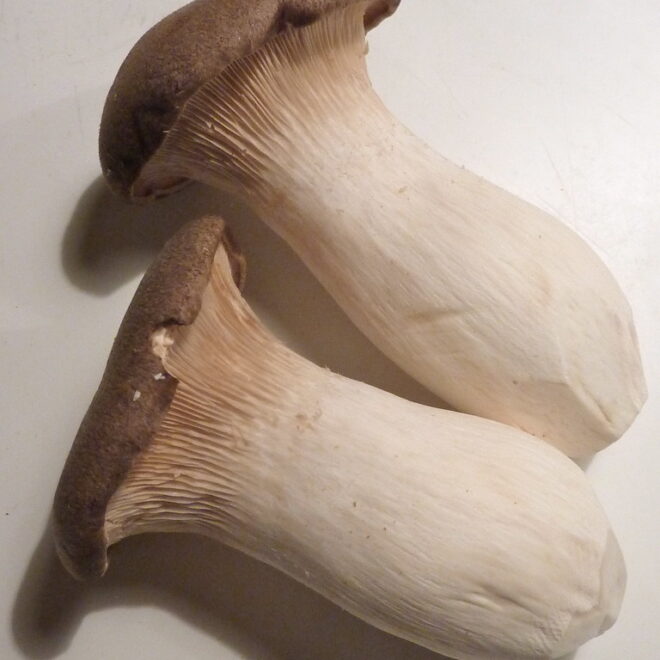 What Do Oyster Mushrooms Taste Like? Flavor Profile and Cooking Ideas