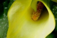 What Do Calla Lilies Symbolize? Purity Elegance and Rebirth
