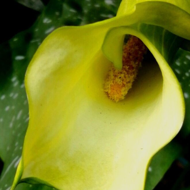 What Do Calla Lilies Symbolize? Purity Elegance and Rebirth