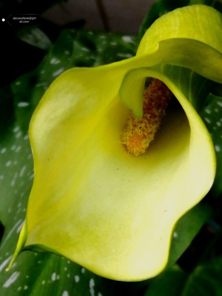 What Do Calla Lilies Symbolize? Purity Elegance and Rebirth