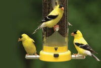What Do Goldfinches Eat? Best Backyard Feeding Tips