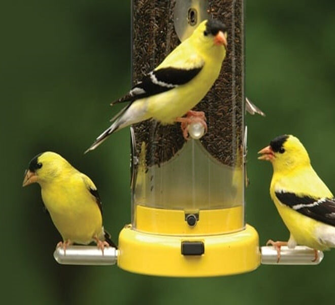 What Do Goldfinches Eat? Best Backyard Feeding Tips