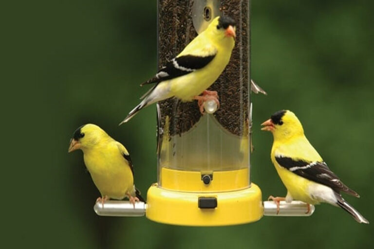What Do Goldfinches Eat? Best Backyard Feeding Tips