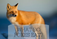 What Do Wild Foxes Eat? Natural Diets and Hunting Habits