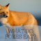 What Do Wild Foxes Eat? Natural Diets and Hunting Habits