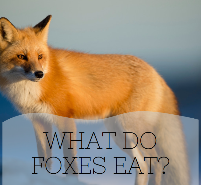 What Do Wild Foxes Eat? Natural Diets and Hunting Habits