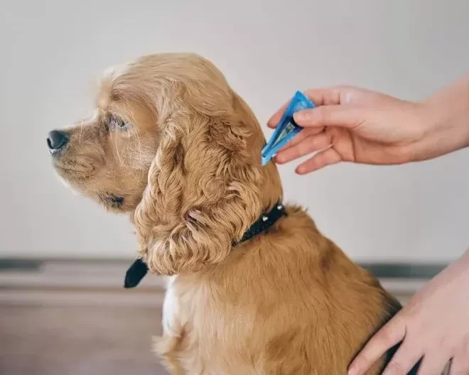 What Do Embedded Ticks Look Like on Dogs? Removal and Safety Guide