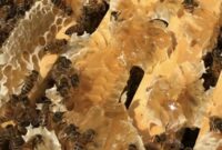 What Do Bees Use Honey For? Survival Energy and Hive Health