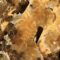 What Do Bees Use Honey For? Survival Energy and Hive Health