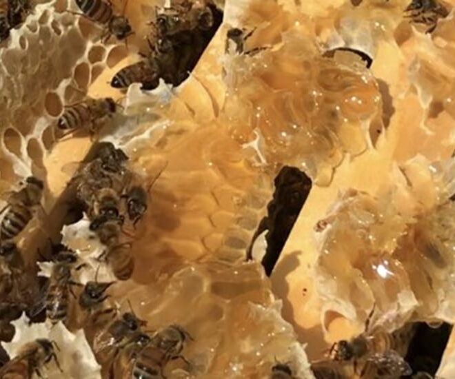 What Do Bees Use Honey For? Survival Energy and Hive Health