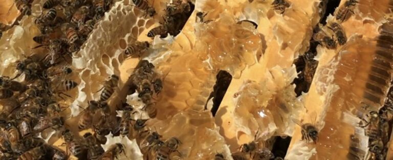 What Do Bees Use Honey For? Survival Energy and Hive Health