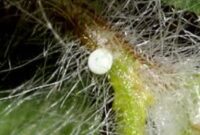 What Do Butterfly Eggs Look Like? How to Spot Them in Your Garden