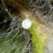 What Do Butterfly Eggs Look Like? How to Spot Them in Your Garden