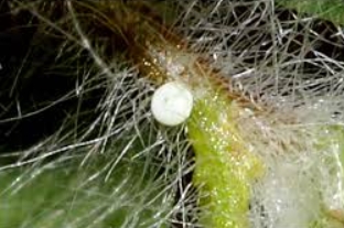 What Do Butterfly Eggs Look Like? How to Spot Them in Your Garden