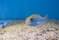 What Do Big Mouth Bass Eat? Best Bait and Natural Diets