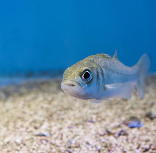 What Do Big Mouth Bass Eat? Best Bait and Natural Diets