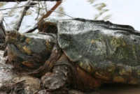 What Do Alligator Snapping Turtles Eat? Wild Diet and Feeding Facts