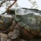 What Do Alligator Snapping Turtles Eat? Wild Diet and Feeding Facts