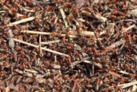 What Do Ants Do in the Winter? Survival Secrets Revealed
