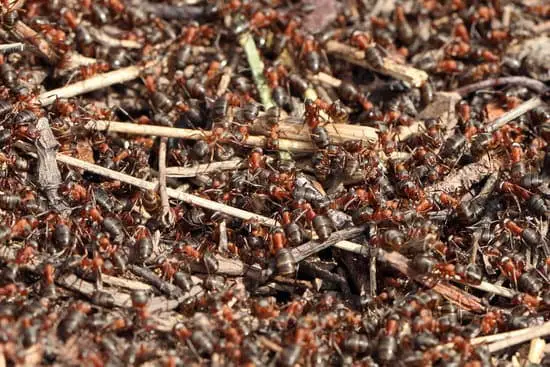 What Do Ants Do in the Winter? Survival Secrets Revealed