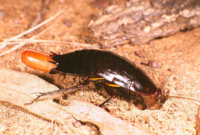 What Do Roach Eggs Look Like? Identification and Removal Guide