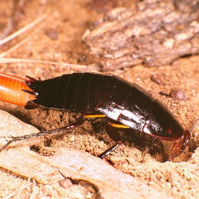 What Do Roach Eggs Look Like? Identification and Removal Guide