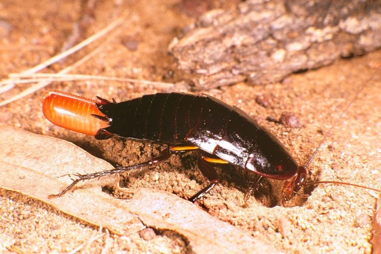 What Do Roach Eggs Look Like? Identification and Removal Guide