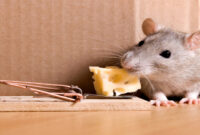 What Do Mice Like to Eat for Traps? Best Bait That Actually Works