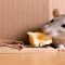 What Do Mice Like to Eat for Traps? Best Bait That Actually Works