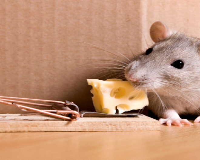 What Do Mice Like to Eat for Traps? Best Bait That Actually Works