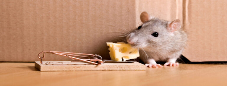 What Do Mice Like to Eat for Traps? Best Bait That Actually Works