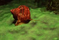 What Do Aquatic Snails Eat? Algae Control and Nutrition Tips