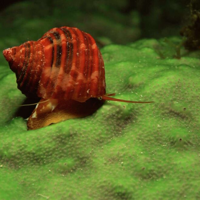 What Do Aquatic Snails Eat? Algae Control and Nutrition Tips