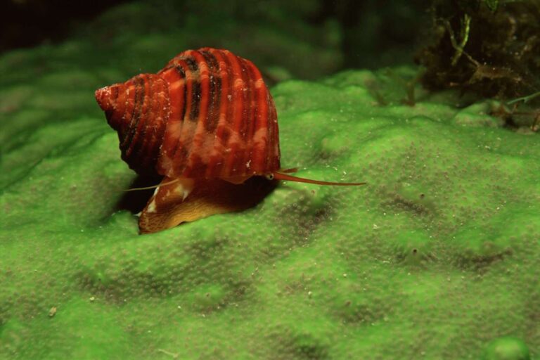 What Do Aquatic Snails Eat? Algae Control and Nutrition Tips