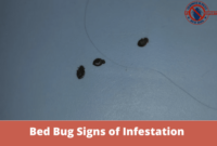 What Do Bed Bug Droppings Look Like? Early Signs of Infestation