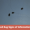 What Do Bed Bug Droppings Look Like? Early Signs of Infestation