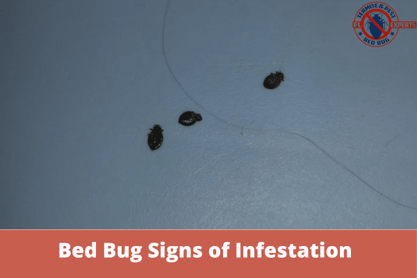 What Do Bed Bug Droppings Look Like? Early Signs of Infestation