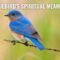 What Do Bluebirds Symbolize? Spiritual Meaning and Folklore Explained