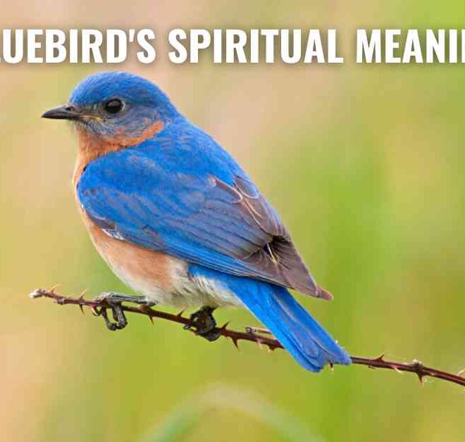 What Do Bluebirds Symbolize? Spiritual Meaning and Folklore Explained