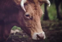 What Do Bulls Symbolize? Strength Power and Determination