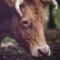 What Do Bulls Symbolize? Strength Power and Determination