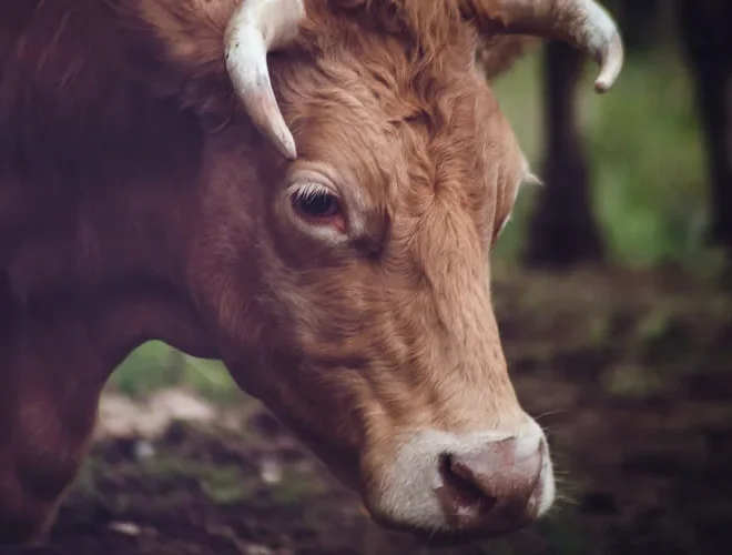 What Do Bulls Symbolize? Strength Power and Determination