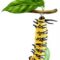 What Do Monarch Butterflies Look Like as Caterpillars? Life Cycle Guide