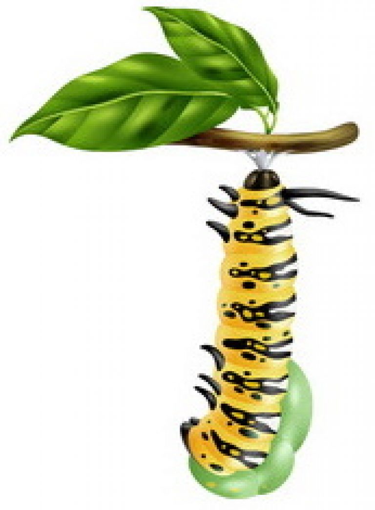 What Do Monarch Butterflies Look Like as Caterpillars? Life Cycle Guide