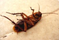 What Do Cockroach Eggs Look Like? How to Spot Them Before an Infestation Starts